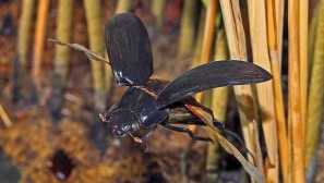 Kdo je takový vodní smějící se, popis stanovišť